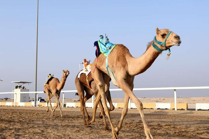 Private Full Day Guided Tour in Qatar North and West - Zekreet Fort Ruins and the Western Desert