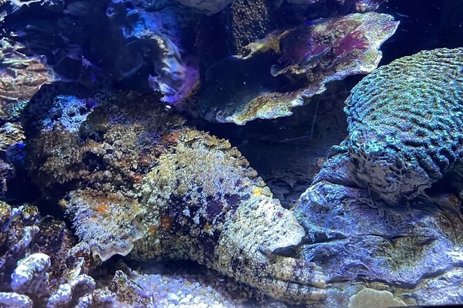 Private Hamad Port Tour in Mesaieed |Aquarium |Maritime Museum - What to look for in the Predator Tank