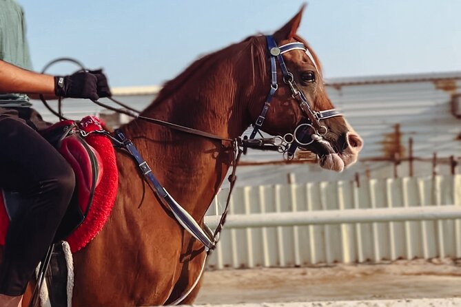 Private Horse and Camel Riding Experience in Doha - Arabian horses in Qatar’s desert
