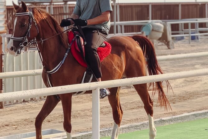 Private Horse and Camel Riding Experience in Doha - The 40 to 60 minute journey from Doha