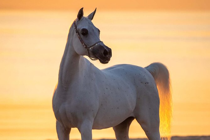Private Horse and Camel Riding Experience in Doha - Weather, changes, and practical planning