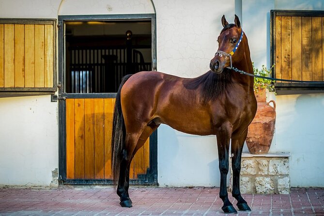 Private Horseback Riding Experience in Doha - Meeting the Arabian horses at the stables