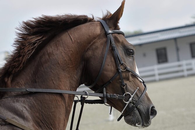 Private Horseback Riding Experience in Doha - Riding out across Qatar’s desert