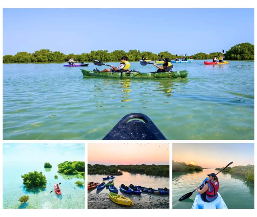 Qatar: Al Thakira Mangrove Forest Kayaking Tour - Key points to know before you go