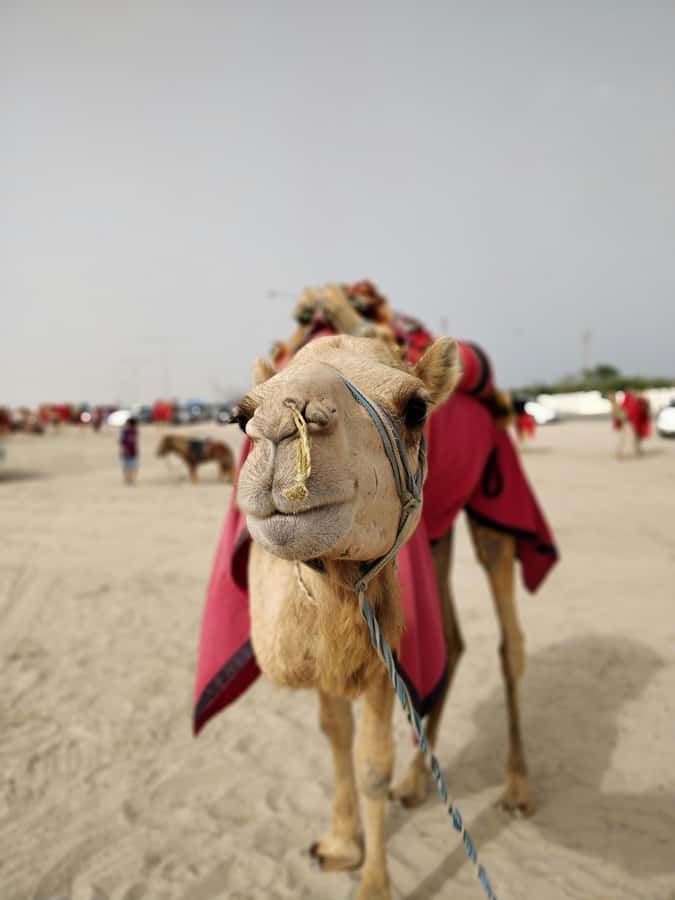 Qatar: Desert Safari, Camel Ride, Inland sea, Sandboarding - The Inland Sea is the reason to keep your camera ready