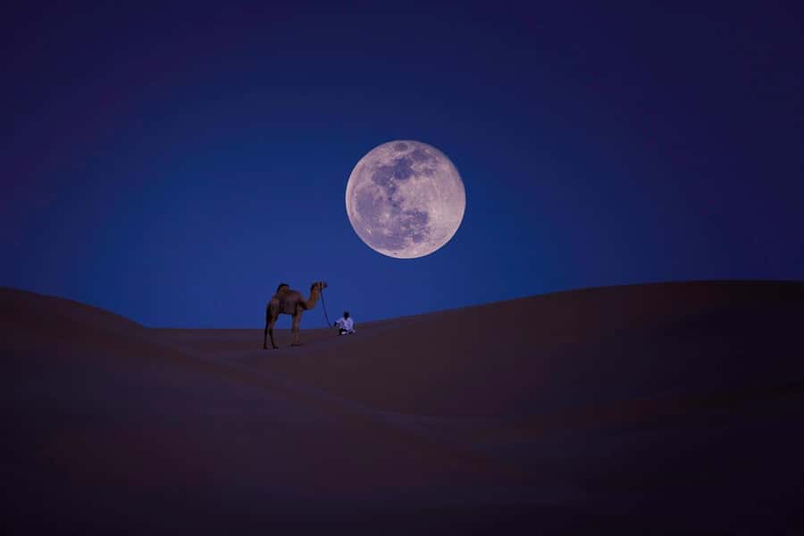 Qatar: Night Desert Safari| Camel Ride| Inland Sea Beach - Mesaieed brings the first camel ride