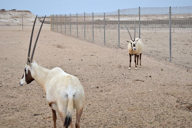 Qatar West Coast tour, Zekreet, Richard Serra Sculpture, Mushroom Rock Formation - Film City, a quiet television set in the desert