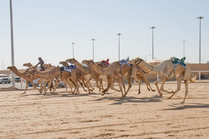 Sunset Keshta at Zekreet | Art, Adventure & Arabian Picnic - What the Keshta picnic actually adds