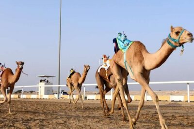 West Of Qatar, Mushroom Rocks, Camel Racing Track, Richard Serra