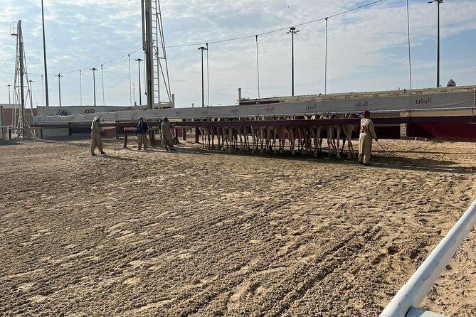 West Of Qatar, Mushroom Rocks, Camel Racing Track, Richard Serra - Who should book this experience?