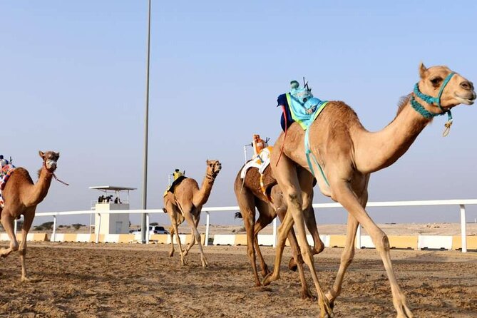 West Of Qatar, Mushroom Rocks, Camel Racing Track, Richard Serra - Al Shahaniya Camel Racing Track: Qatar’s living tradition