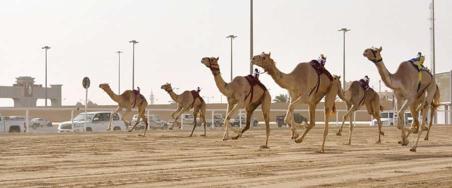 West of Qatar Richard Serra, Mushroom Hills, CamelRace track - Zekreet’s old fort and the short sightseeing stop