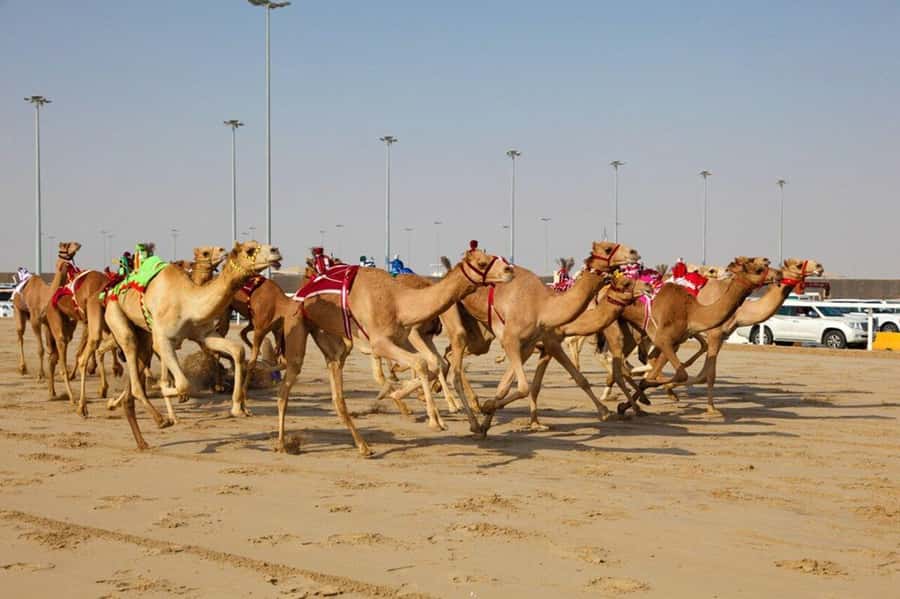 West of Qatar Richard Serra, Mushroom Hills, CamelRace track - Mushroom Hills and the odd shapes of the desert