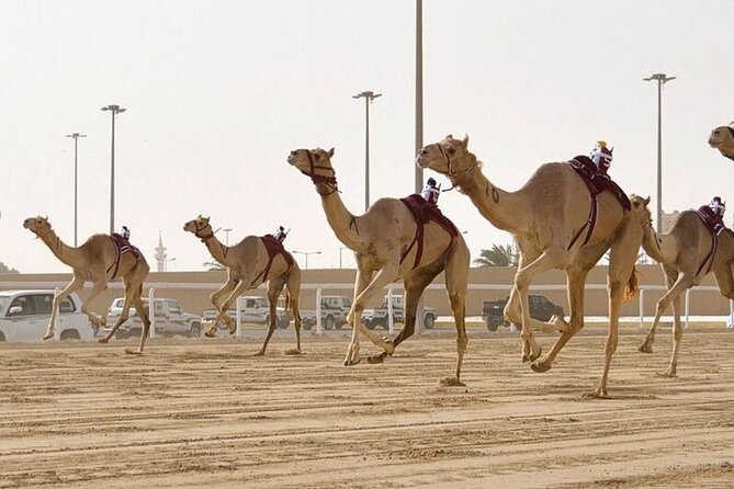 West Of Qatar Richard Serra sculpture, Mushroom Hills,Camel track - Why west Qatar makes a good half-day outing